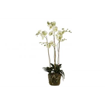 Cosy @ Home Phalaenopsis Plant With Moss Groen 105cm